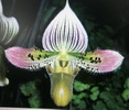 Paph. acmodontum